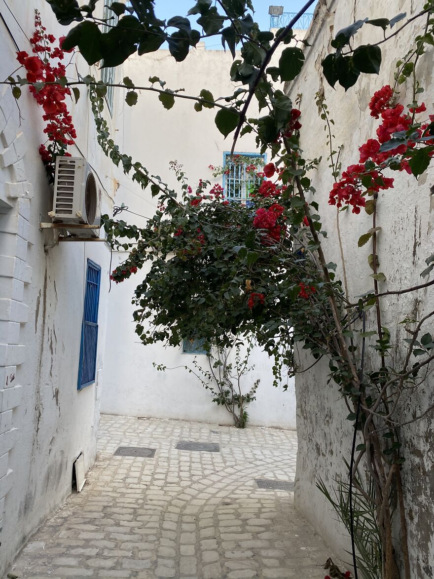 Another Common Sight - Flowers Creeping On Walls