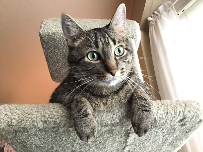 Ringo: The Best Cat A Human Could Ever Have.