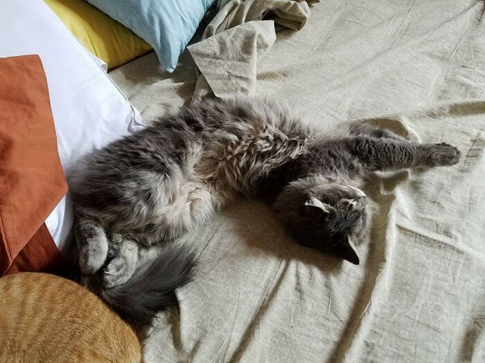 Jack Meowington Is A Liquid