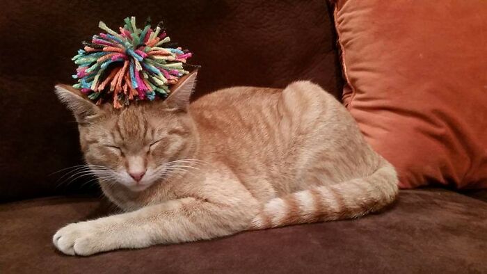 Pancake Looks Fashionable Even When He Sleeps!