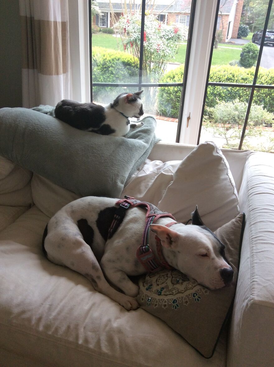 Meet My Cat, Seymour!