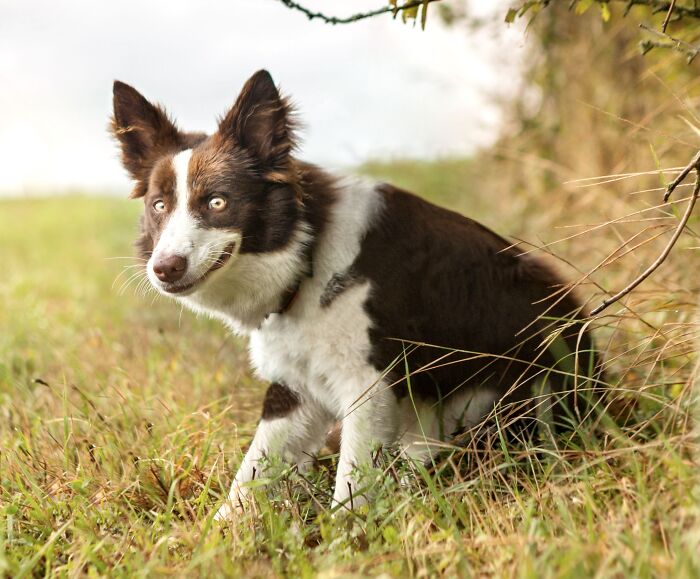 Kofi, Smile🥴!!! #kofi_bordercollie