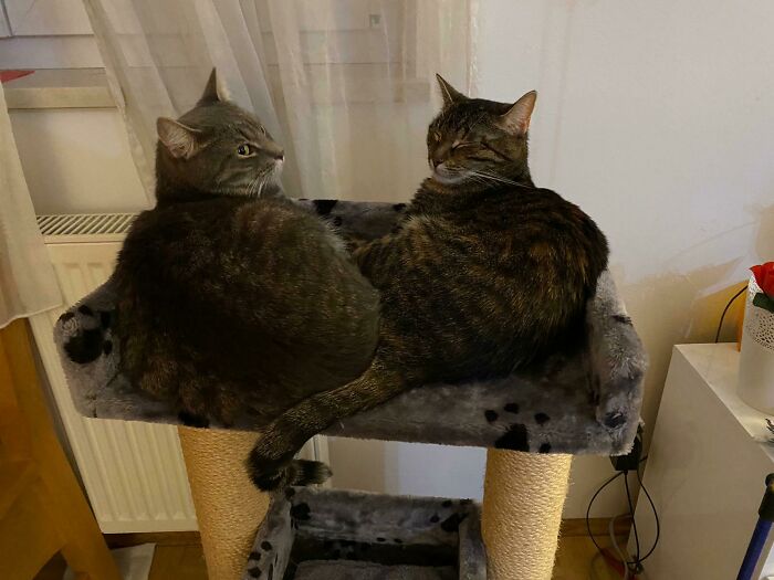 Merlin And Freya, Cuddling Siblings