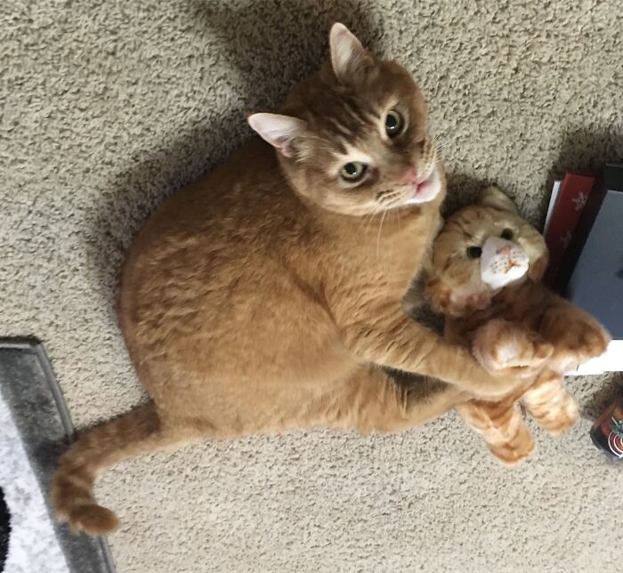 Our Cat Gets A Christmas Present Every Year And Is The Happiest Family Member Christmas Morning.