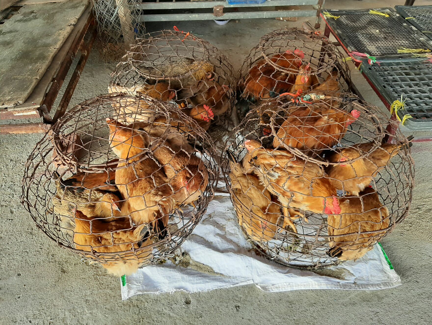 Vietnam's First Farm Sanctuary And Animal Rescue Helps All Kinds Of Animals Who Are Suffering From Cruelty And Neglect