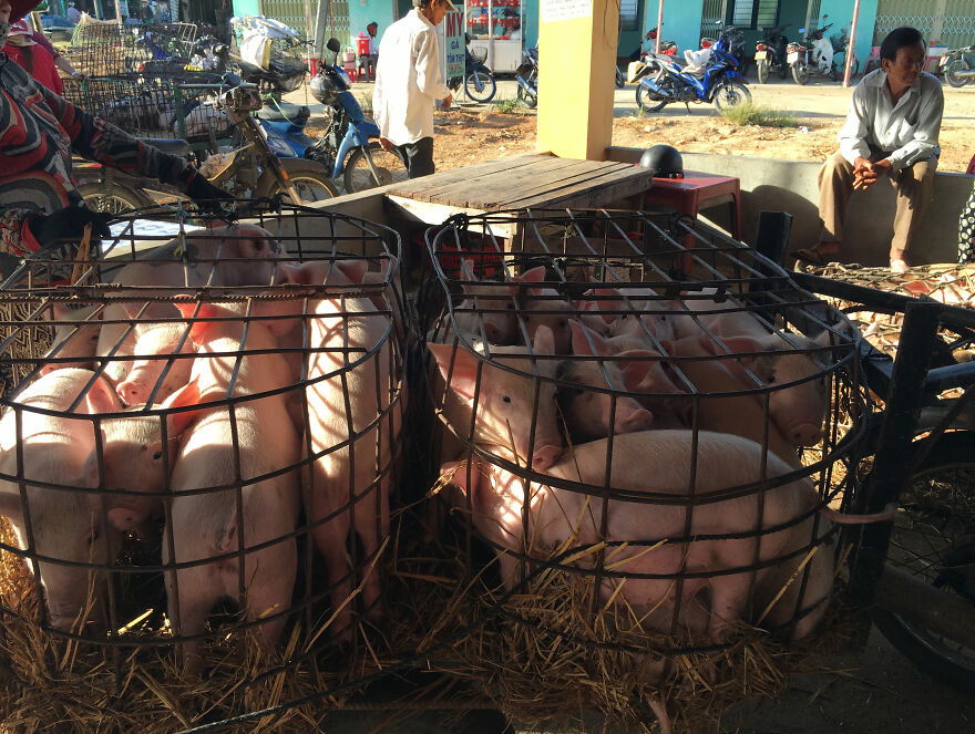 Vietnam's First Farm Sanctuary And Animal Rescue Helps All Kinds Of Animals Who Are Suffering From Cruelty And Neglect Vietnam's First Farm Sanctuary And Animal Rescue Helps All Kinds Of Animals Who Are Suffering From Cruelty And Neglect