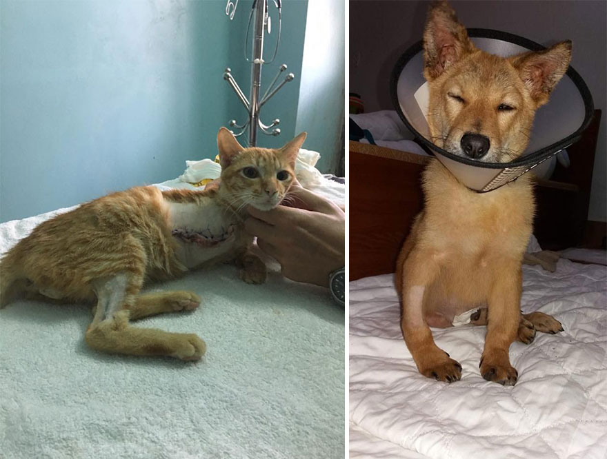 Vietnam's First Farm Sanctuary And Animal Rescue Helps All Kinds Of Animals Who Are Suffering From Cruelty And Neglect Vietnam's First Farm Sanctuary And Animal Rescue Helps All Kinds Of Animals Who Are Suffering From Cruelty And Neglect