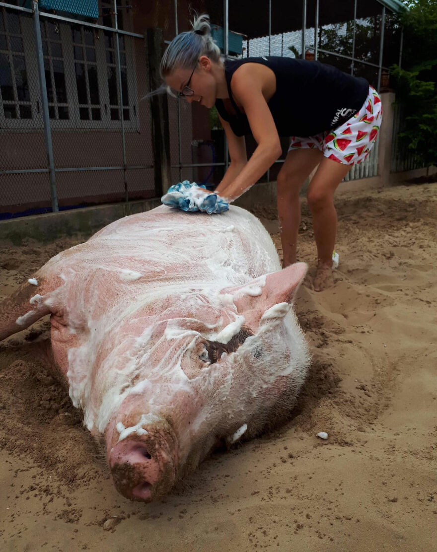 Vietnam's First Farm Sanctuary And Animal Rescue Helps All Kinds Of Animals Who Are Suffering From Cruelty And Neglect