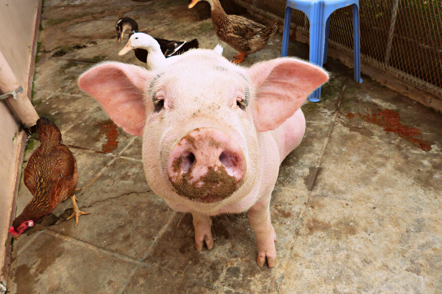 Vietnam's First Farm Sanctuary And Animal Rescue Helps All Kinds Of Animals Who Are Suffering From Cruelty And Neglect