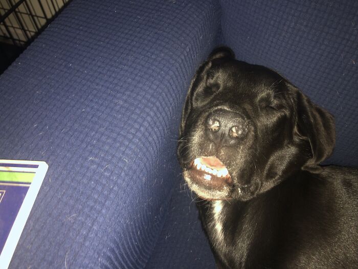 This Is Finneas. He Sleeps Like This All Of The Time...but What Makes It Better Is That He Snores Like A Grown Man Too!