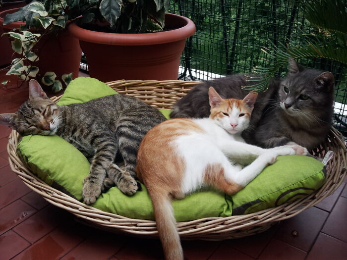 Nello, Cesarino E Salvo