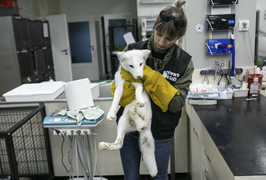 Here's How A Snow Fox We Rescued From A Fur Farm Reacted To Snow For The First Time In His Life