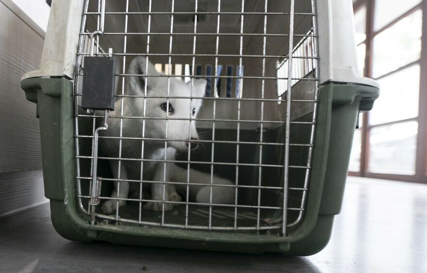 Here's How A Snow Fox We Rescued From A Fur Farm Reacted To Snow For The First Time In His Life Here's How A Snow Fox We Rescued From A Fur Farm Reacted To Snow For The First Time In His Life