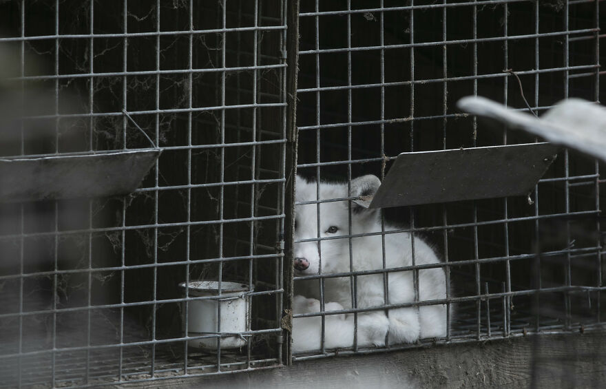 Here's How A Snow Fox We Rescued From A Fur Farm Reacted To Snow For The First Time In His Life Here's How A Snow Fox We Rescued From A Fur Farm Reacted To Snow For The First Time In His Life