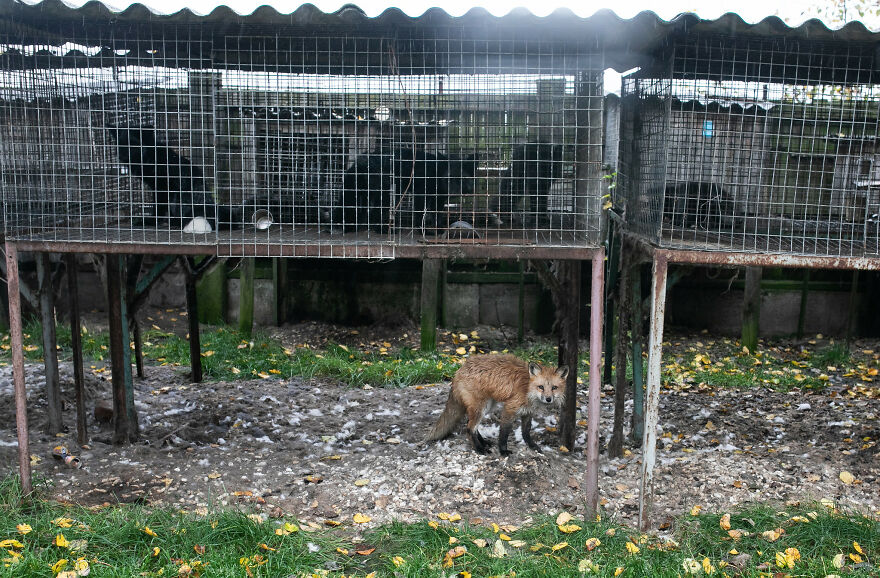 Fox Escapes From Her Cage In A Fur Farm, Gets Spotted By Activists And Rescued