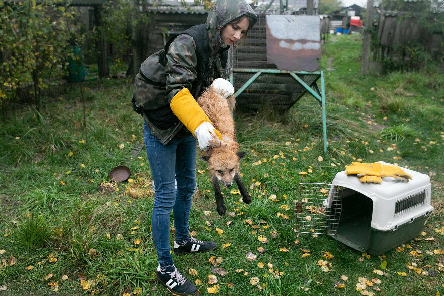 Fox Escapes From Her Cage In A Fur Farm, Gets Spotted By Activists And Rescued