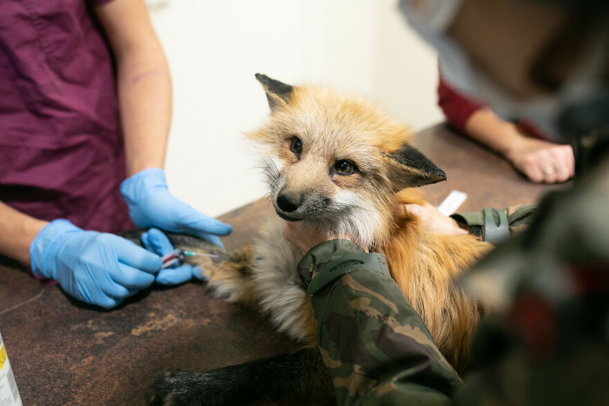 Fox Escapes From Her Cage In A Fur Farm, Gets Spotted By Activists And Rescued