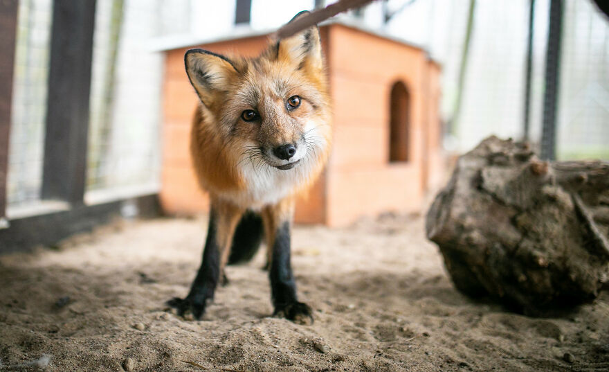 Fox Escapes From Her Cage In A Fur Farm, Gets Spotted By Activists And Rescued