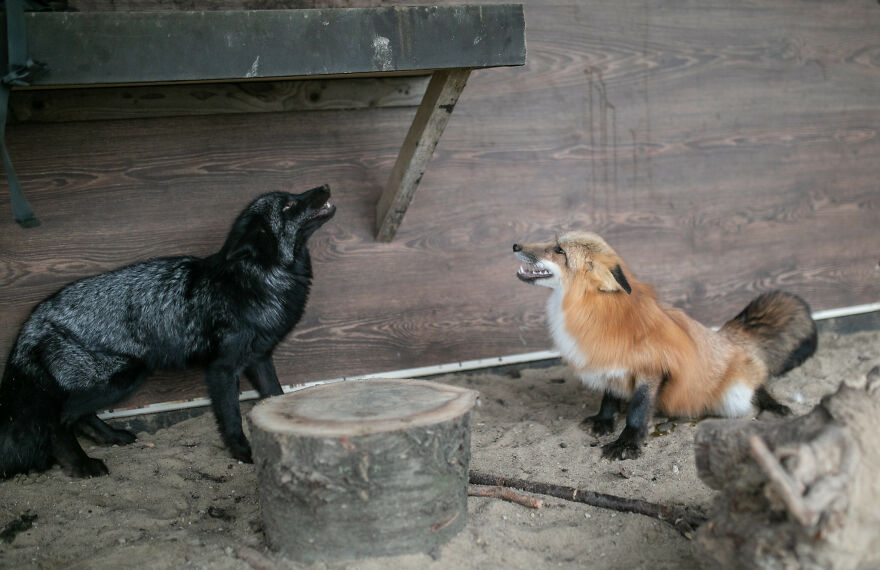 Fox Escapes From Her Cage In A Fur Farm, Gets Spotted By Activists And Rescued