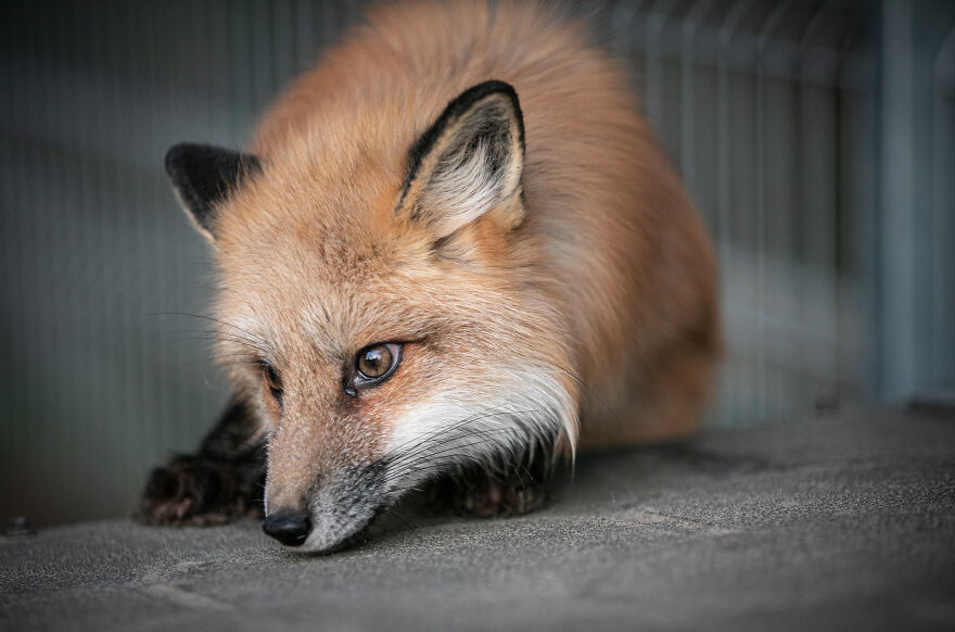 Fox Escapes From Her Cage In A Fur Farm, Gets Spotted By Activists And Rescued