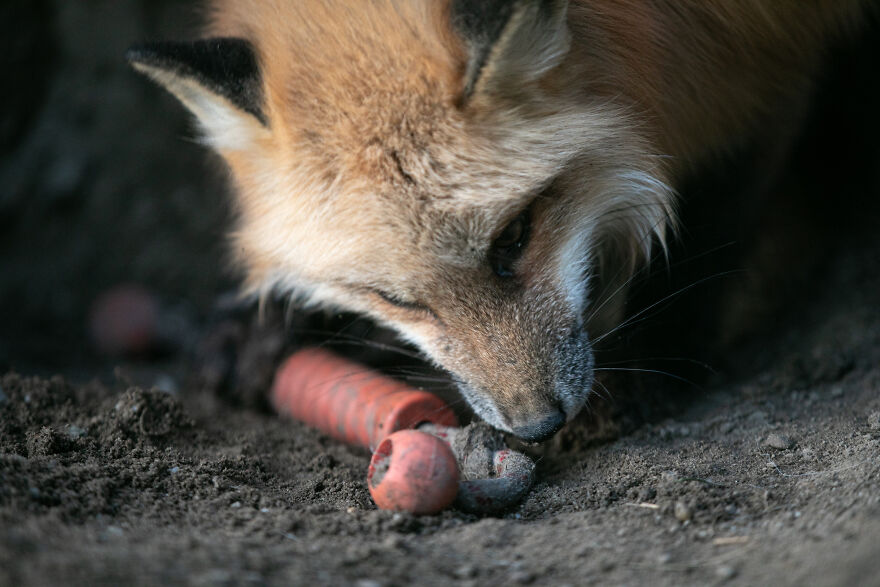 Fox Escapes From Her Cage In A Fur Farm, Gets Spotted By Activists And Rescued