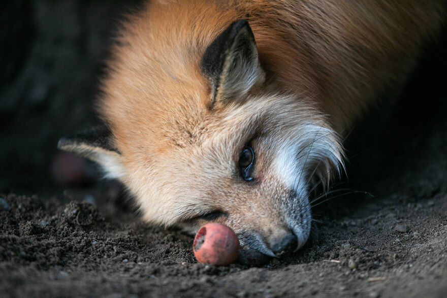 Fox Escapes From Her Cage In A Fur Farm, Gets Spotted By Activists And Rescued