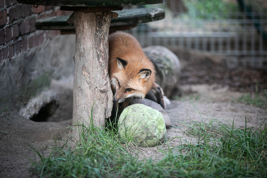 Fox Escapes From Her Cage In A Fur Farm, Gets Spotted By Activists And Rescued