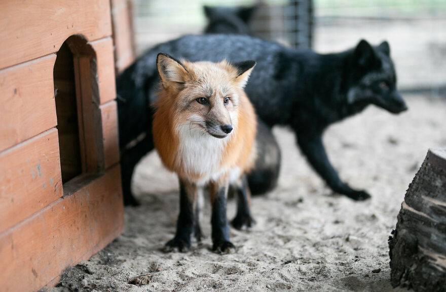 Fox Escapes From Her Cage In A Fur Farm, Gets Spotted By Activists And Rescued