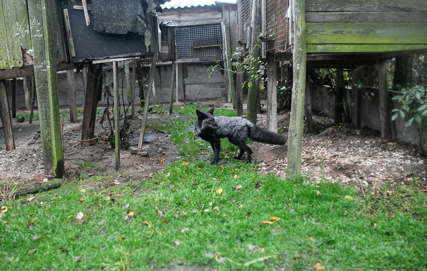 Fox Escapes From Her Cage In A Fur Farm, Gets Spotted By Activists And Rescued