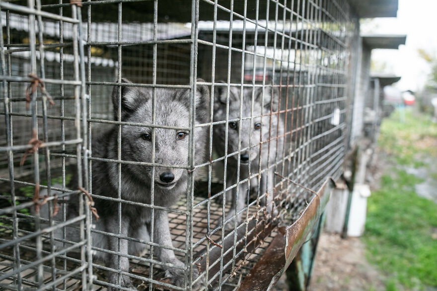 Fox Escapes From Her Cage In A Fur Farm, Gets Spotted By Activists And Rescued