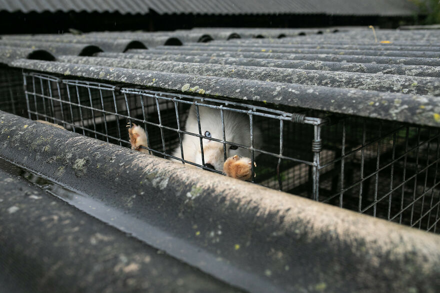 Fox Escapes From Her Cage In A Fur Farm, Gets Spotted By Activists And Rescued