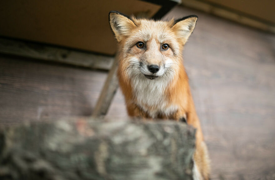 Fox Escapes From Her Cage In A Fur Farm, Gets Spotted By Activists And Rescued