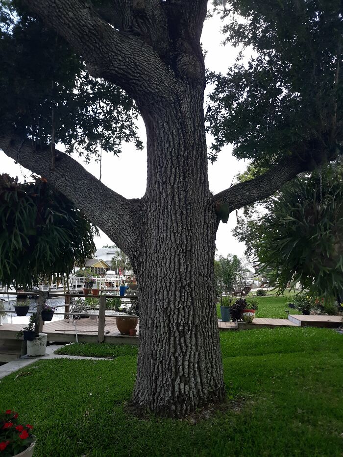 I Carved A Wooden "Captain Morgan" Sculpture From An Oak Tree