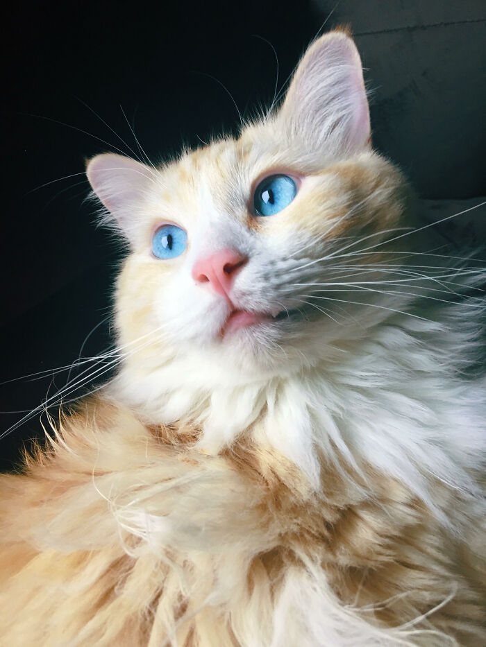 My Furry Godson Ghost