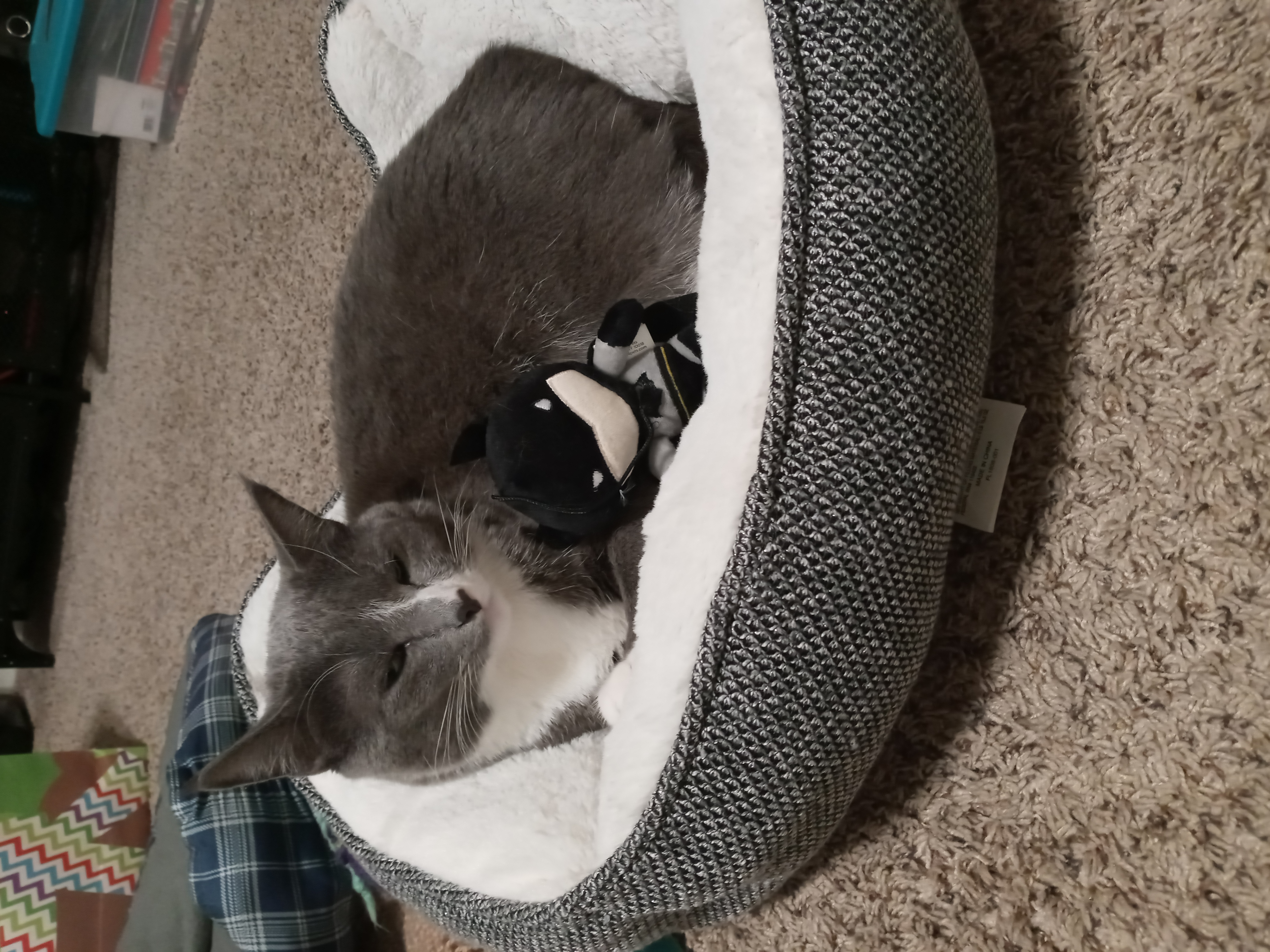 Here Is A Forum In Which You Can Share Photos Of Your Pets.