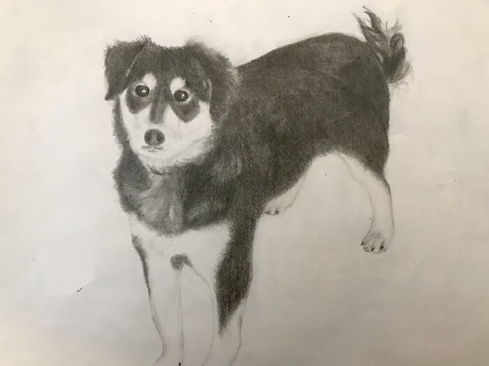 A Dog I Drew