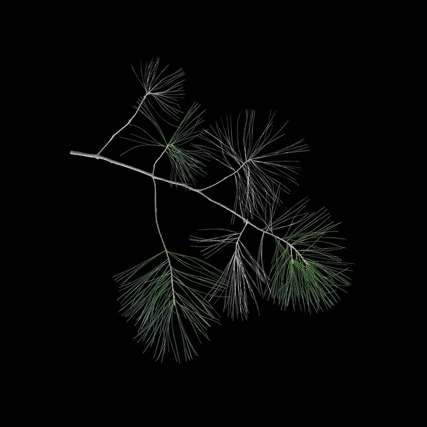 White Pine, Archival Pigment Print, 12"X12", 2020