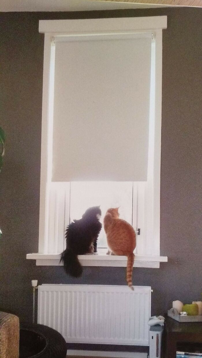 The Big Fluff Is Still With Me, My Red Baby Yellow Passed Away. He Was My Shadow