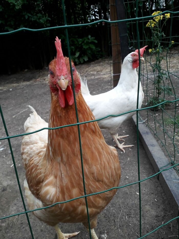 Frida & Agneta - In Confinement