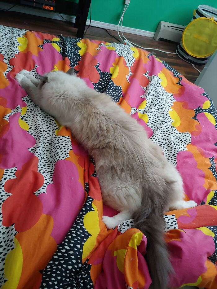 Sumo The Cat, Professional Nap Taker.