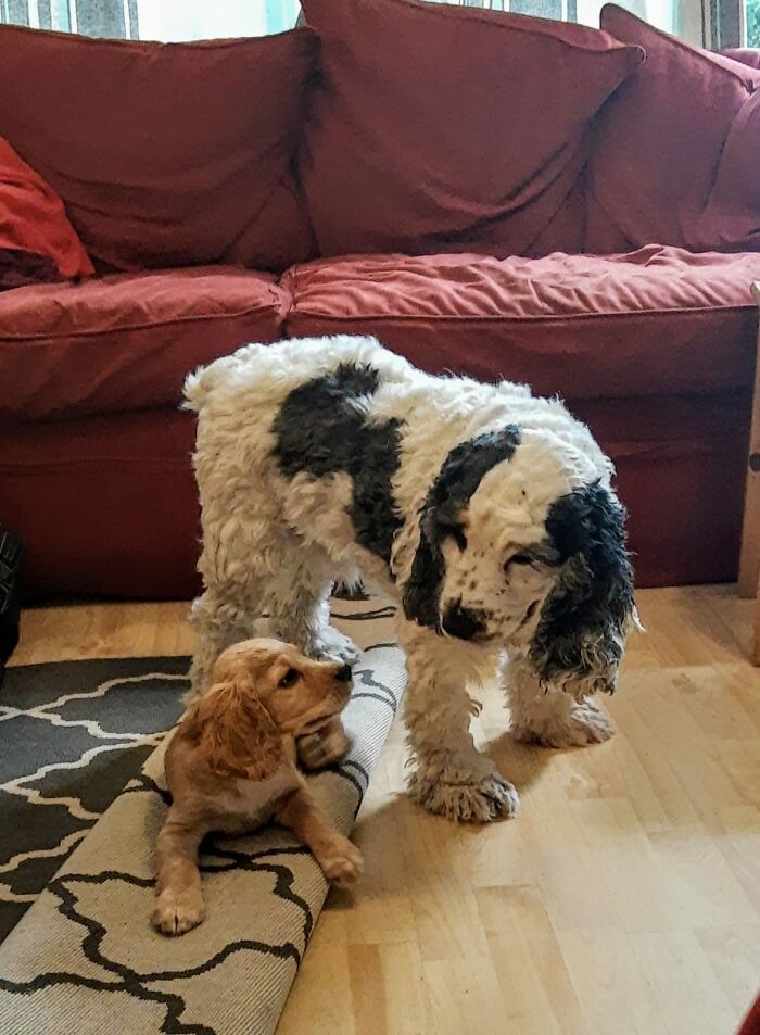 Toby (Red One) And Oliver (B&w) Both Cocker Spaniels