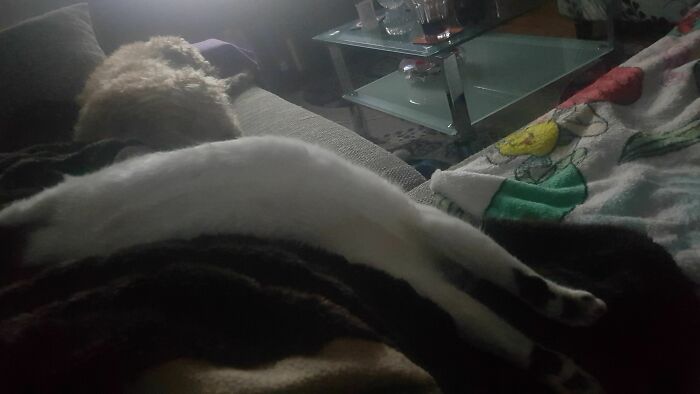 My Cat's Head Is On The Right Side...somewhere