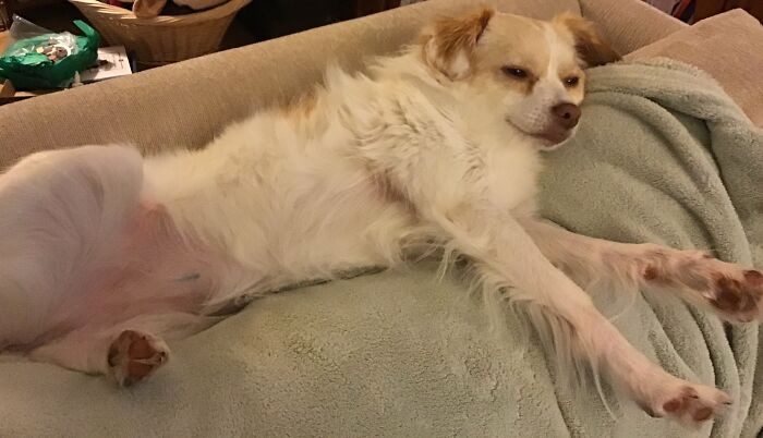 She's Like A Cat. She Likes Lying On The Back Of The Couch. Not As Graceful Though...
