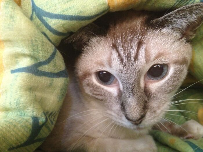 Here's Our Stunning Ruhi Snuggling In The Covers. She Was Beautiful And She Knew It!