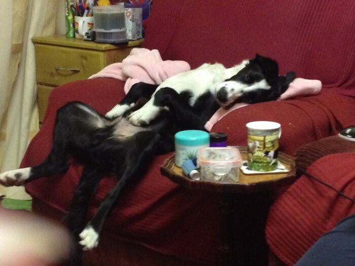 My Sweet Boy Shilo Letting It All Hang Out ☺