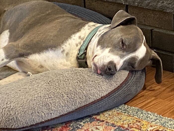 Blep- This Is My Derpy Mutt Beau