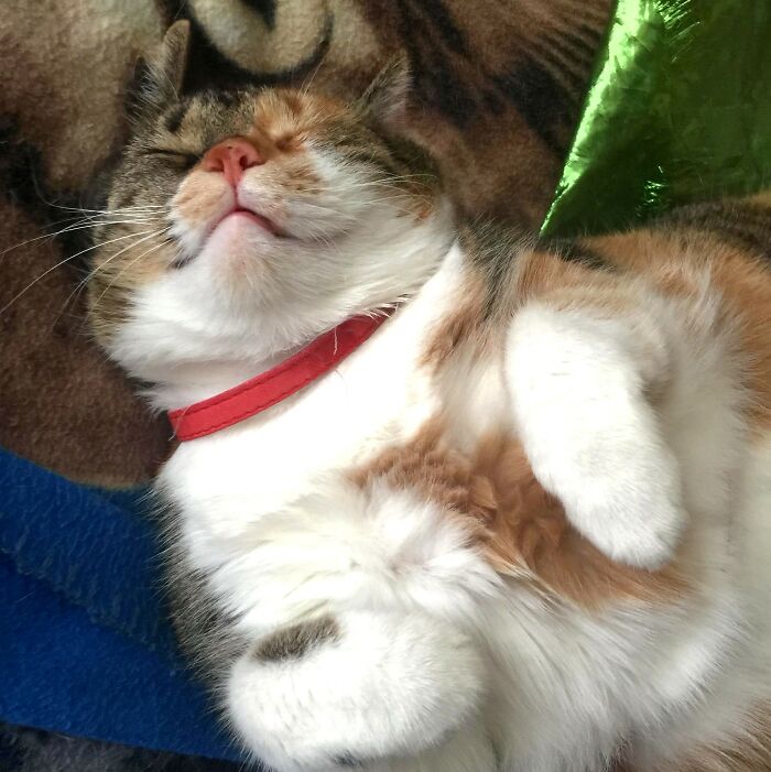 Check Out My Green Cape, I'm A Supurrr Hero Even In My Dreams!