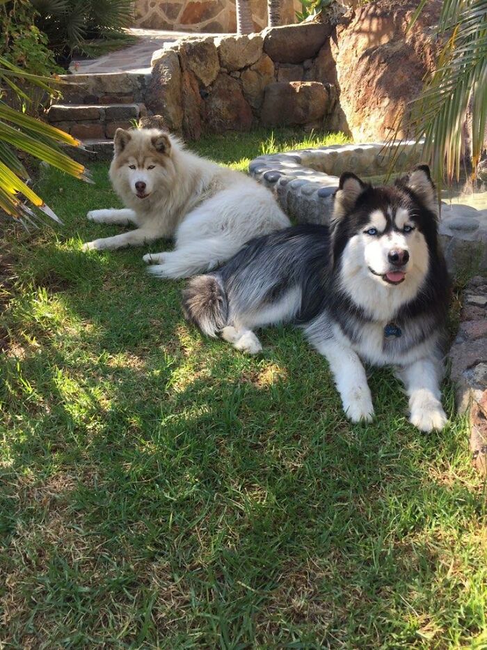 Sochi (Red) And Kaz (Black) - Bff Sister And Brother