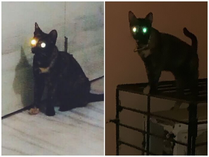 My Cat Messi (1yr vs. 5yrs)