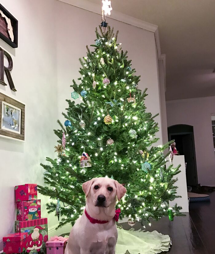 Grand Christmas Tree With My Buddy